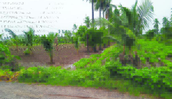 కురుస్తున్న వర్షాలు.. పసుపు, కంద పంటలకు మేలు