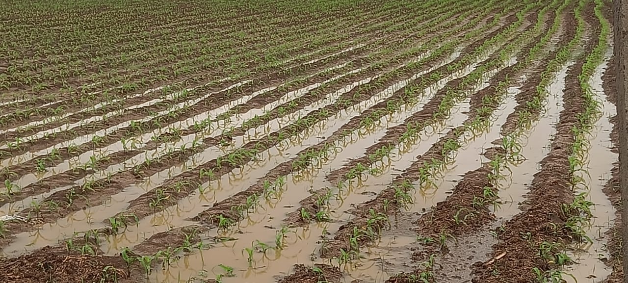 మొలకెత్తిన మొక్కజొన్న