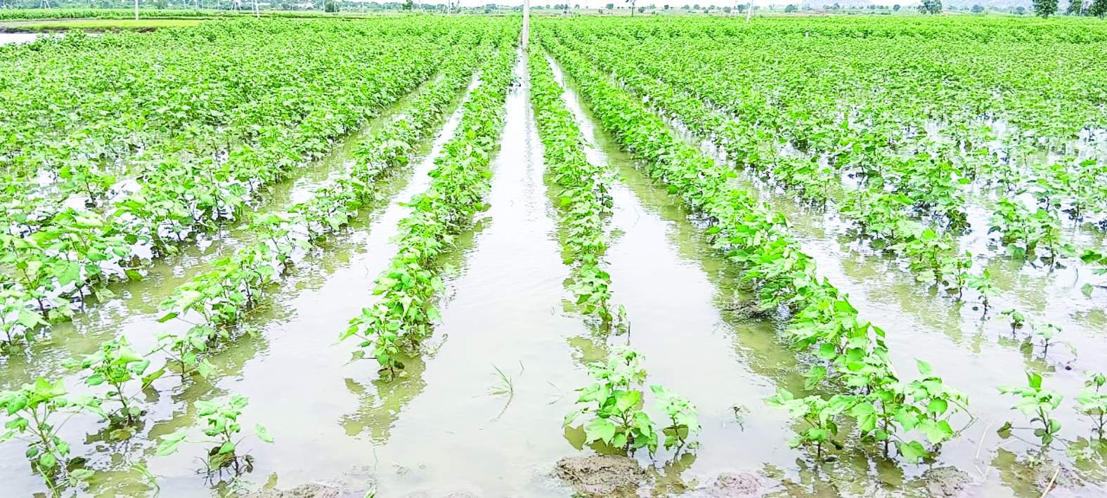అధిక వర్షాలతో నీట మునిగిన పత్తి పంట (ఫైల్‌)
