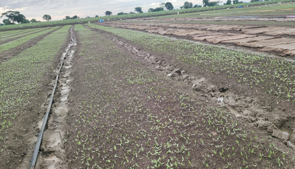 mirchi-farming-in-pedabayalu