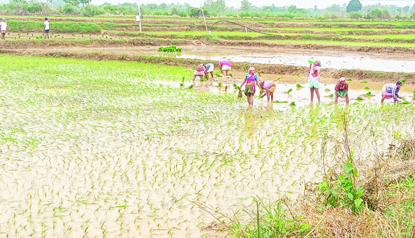 జోరందుకున్న ఖరీఫ్‌ పనులు