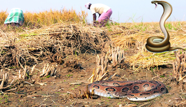 Rainy-season-fear-of-snakes
