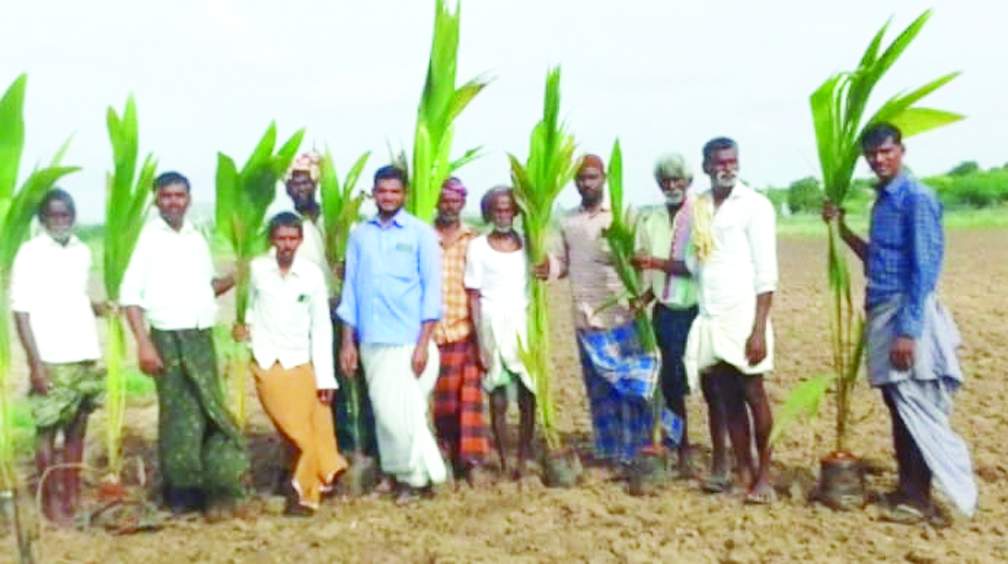 మొక్కలను పంపిణీ చేస్తున్న ఎంపిడిఒ శ్రీనివాసరావు