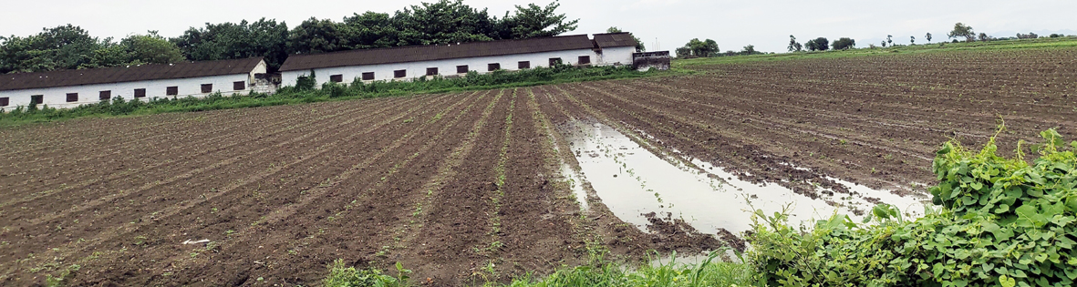 తొలిదశ పైర్లకు ముసురు ముప్పు