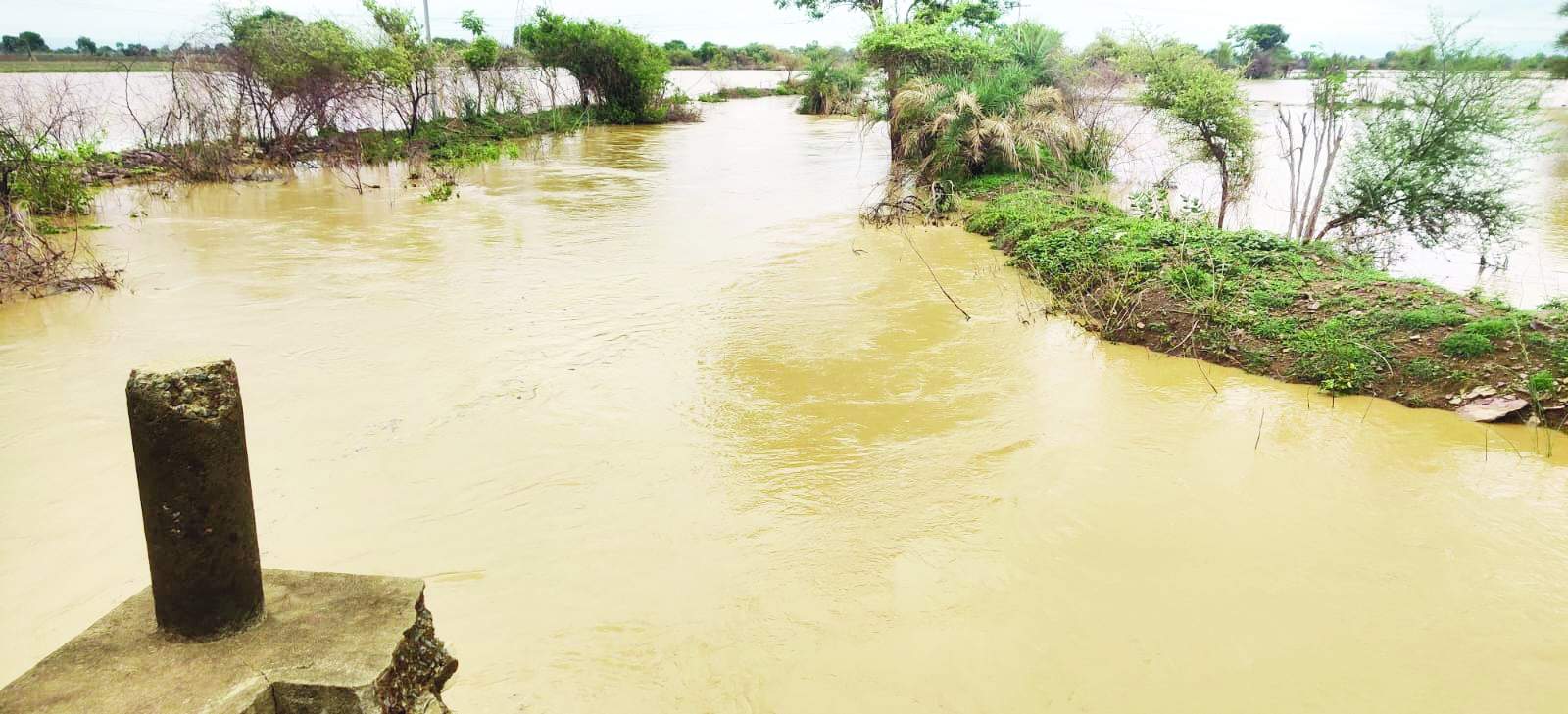 పాములపాడు : ఉధృతంగా ప్రవహిస్తున్న వాగు
