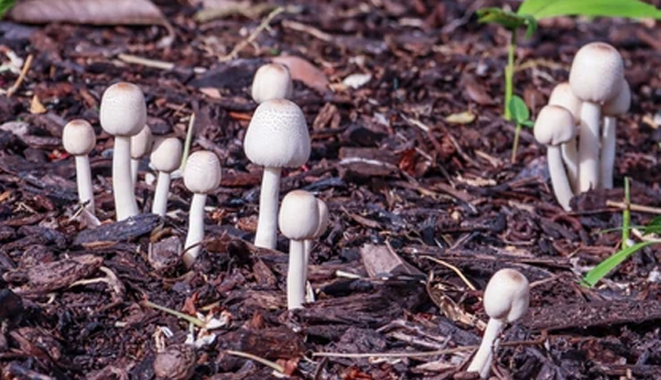/Not-jasmine-buds-Mushrooms