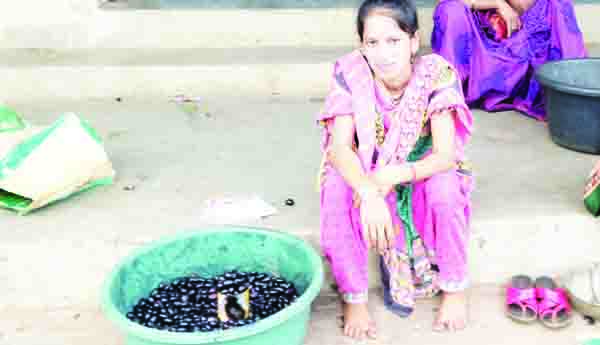  ఆశాజనకంగా నేరేడు ఫలసాయం