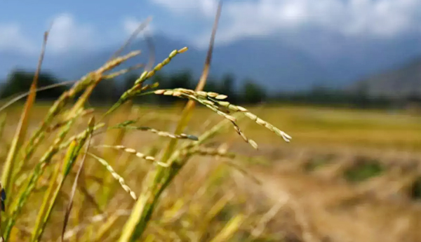 russia-rice-export-ban