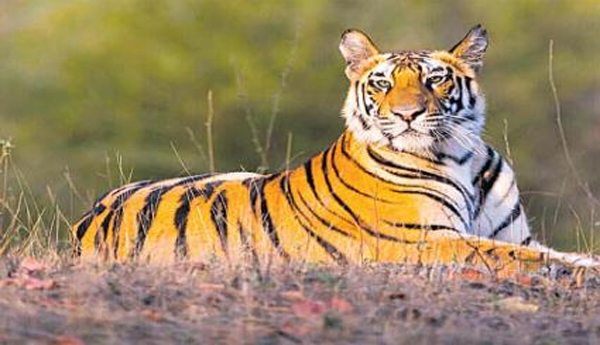 Madhya-Pradesh-is-first-in-number-of-tigers-Karnataka-is-second
