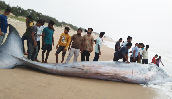 తీరానికి కొట్టుకొచ్చిన బ్లూ వేల్‌