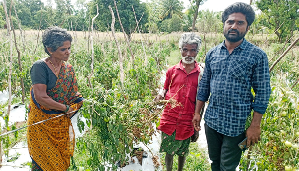 If-the-whole-family-worked-hard-to-grow-tomatoes-Thugs-destroyed-it