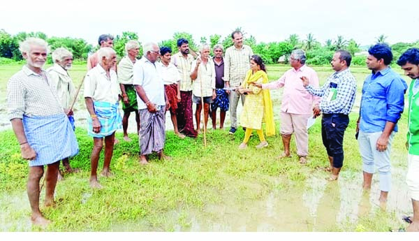 పొడ తెగులుపై అప్రమత్తంగా ఉండాలి