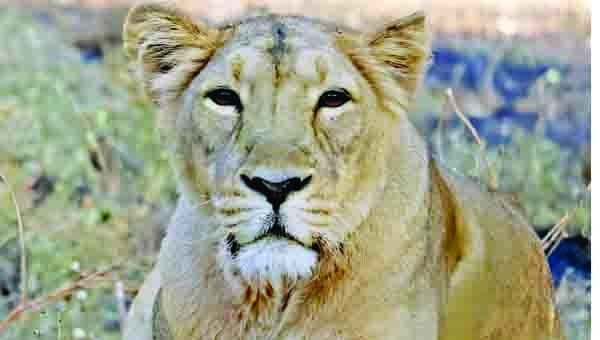 జూ పార్కుకు ఆడ సింహం రాక