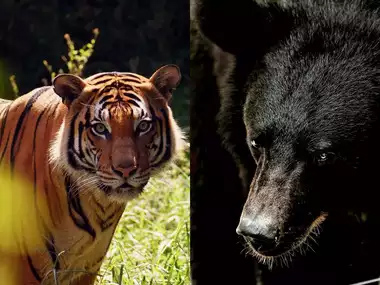 పకడో... పకడో..!'ఆపరేషన్‌ బంటి' షురూ..!