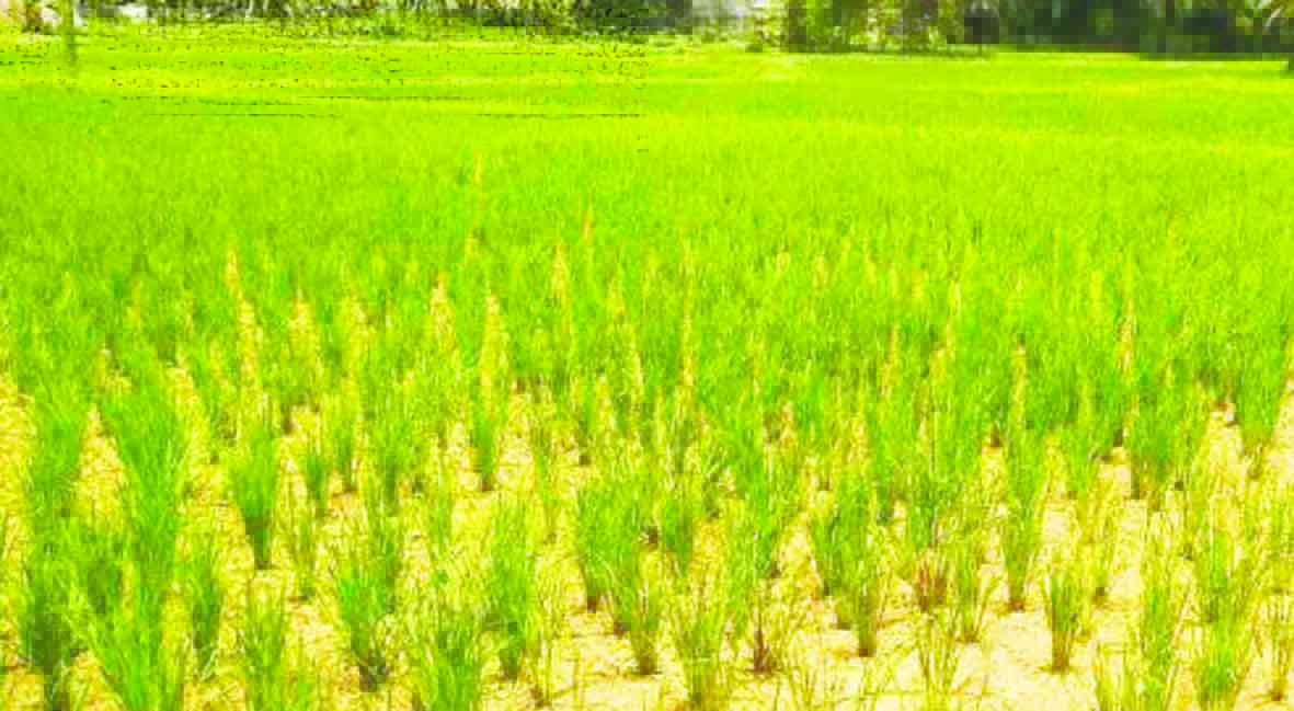 వర్షాభావంతో రైతుల్లో ఆందోళన