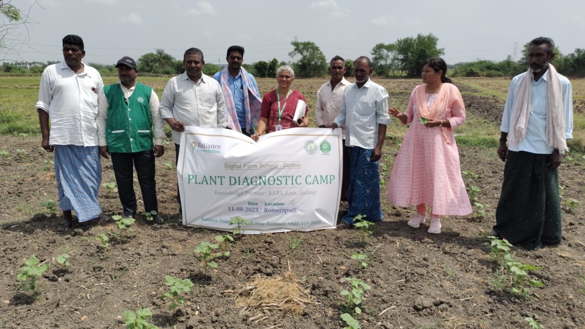 బెట్టను ఎదుర్కొంటున్న పత్తి