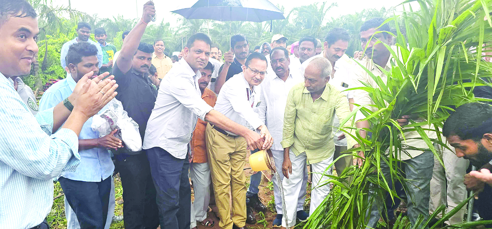 ఆయిల్‌పామ్‌ సాగు విస్తీర్ణం పెంచాలి : ఎంపీ కోటగిరి