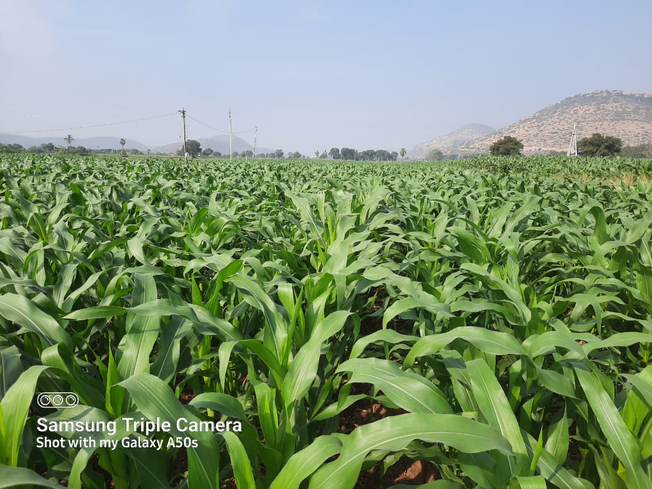 రైతులు సాగు చేసిన మొక్కజొన్న పంట