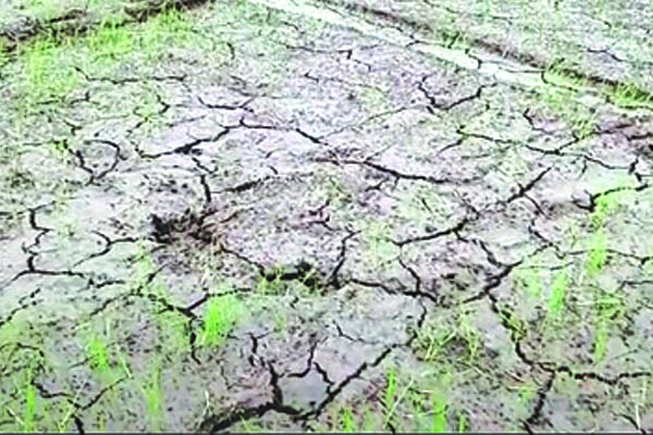 సాగునీరు అందక రైతుల గగ్గోలు