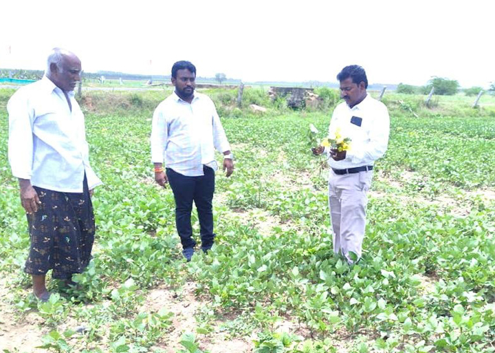 మినుము పంట పరిశీలన