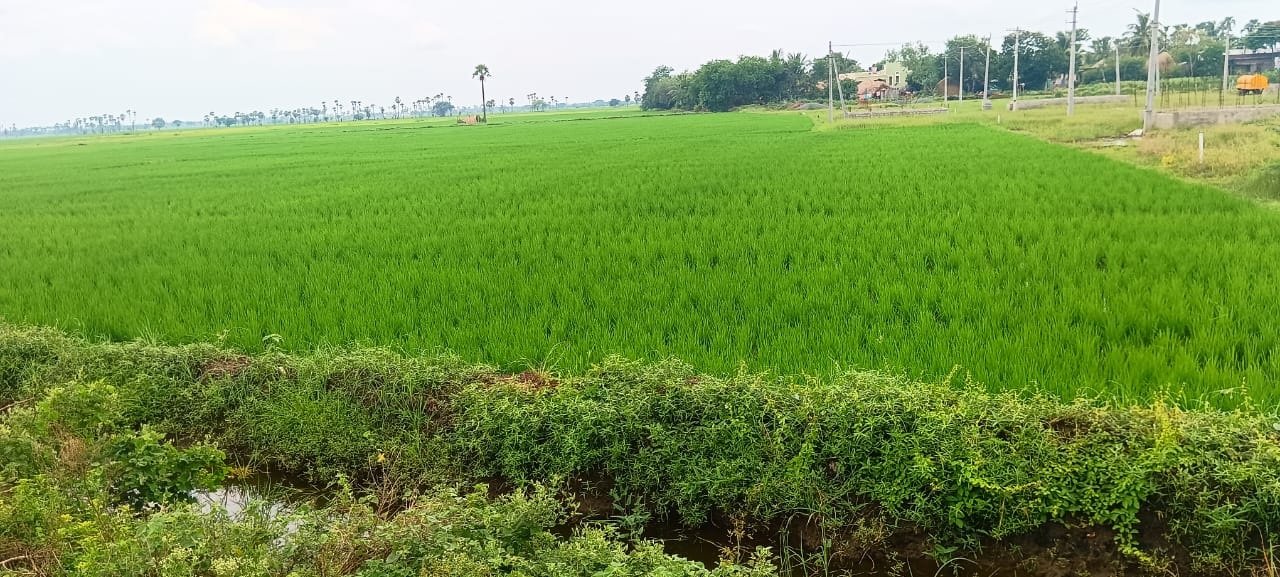 డెల్టాలో వరినాట్లు ముమ్మరం