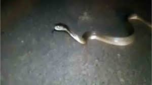 ఏరియా ఆస్పత్రిలో నాగుపాము కలకలం.. భయాందోళనలో రోగులు