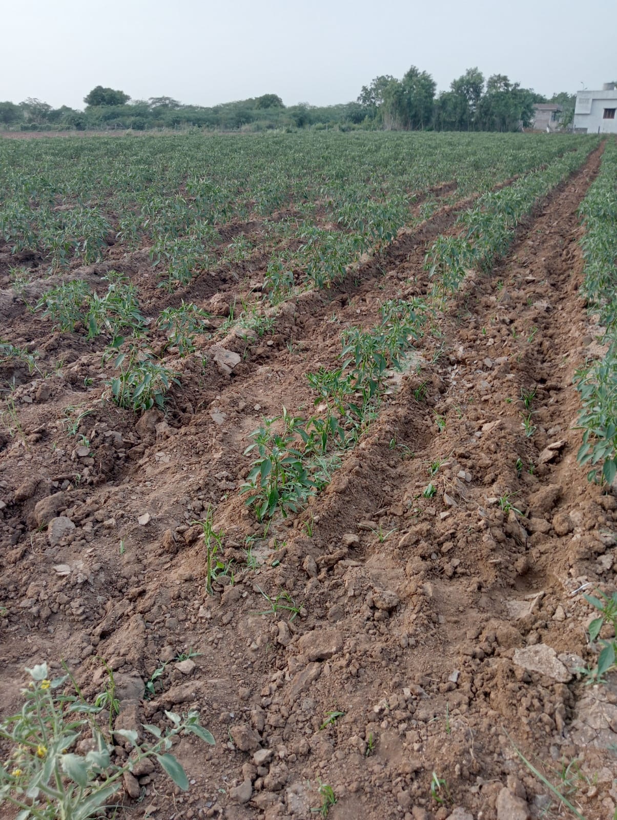 సాగునీరు అందక వేసిన ఫైర్లు ఎండు ముఖం పట్టింది