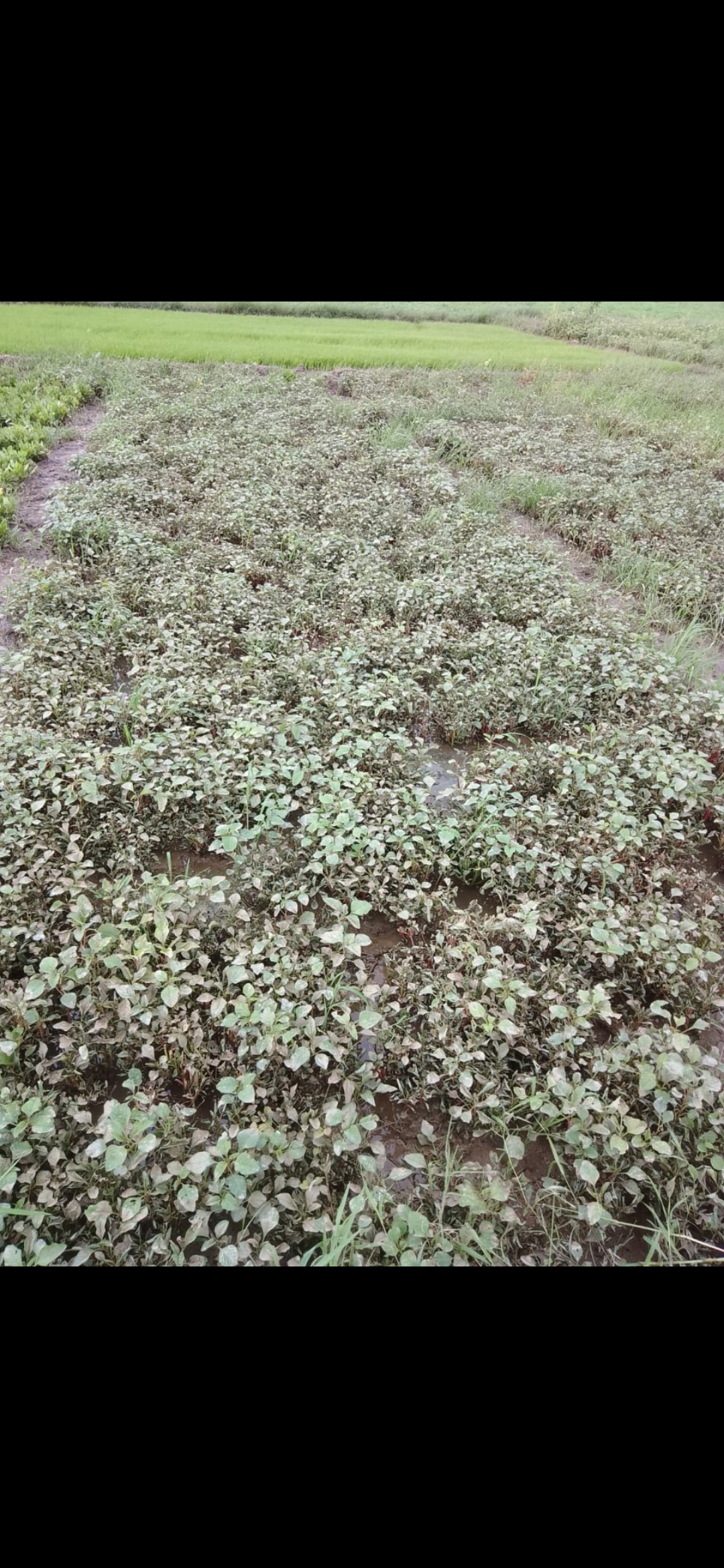 మున్నేరు ఉధృతితో అపారనష్టం