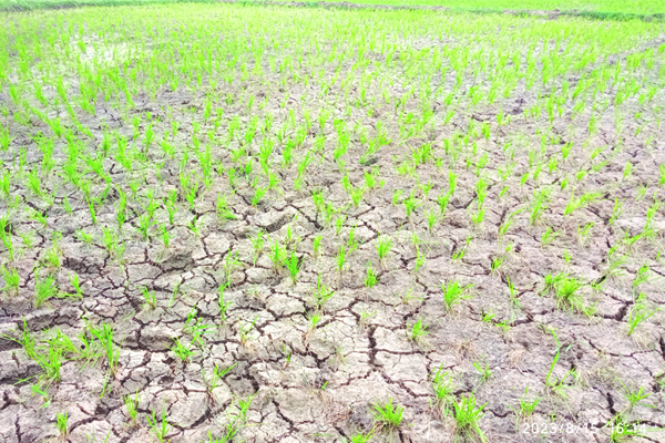 మెట్టలో ఎండుతున్న వరి పొలాలు