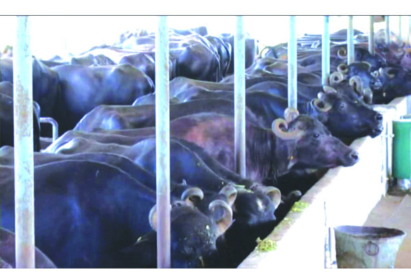 బక్క చిక్కిన పశు సంక్షేమం