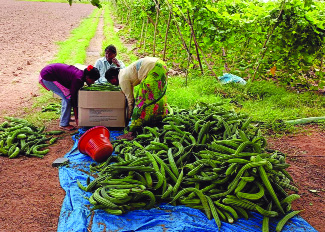లాభాల బాటలో బీర సాగు