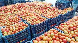 మదనపల్లె మార్కెట్‌లో భారీగా తగ్గిన టమోటా ధరలు