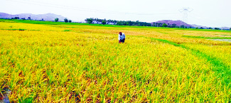 - గాలి నాగరాజు, అలిరెడ్డిపల్లె అలిరెడ్డిపల్లెలో ఎర్ర తెగులుతో దెబ్బతిన్న వరి