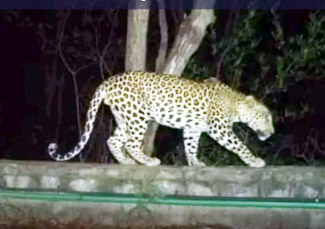 సిసి కెమెరాల్లో కనిపించిన చిరుత సంచారం