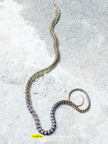 జీజీహెచ్ లో పాముల స్వైర విహారం