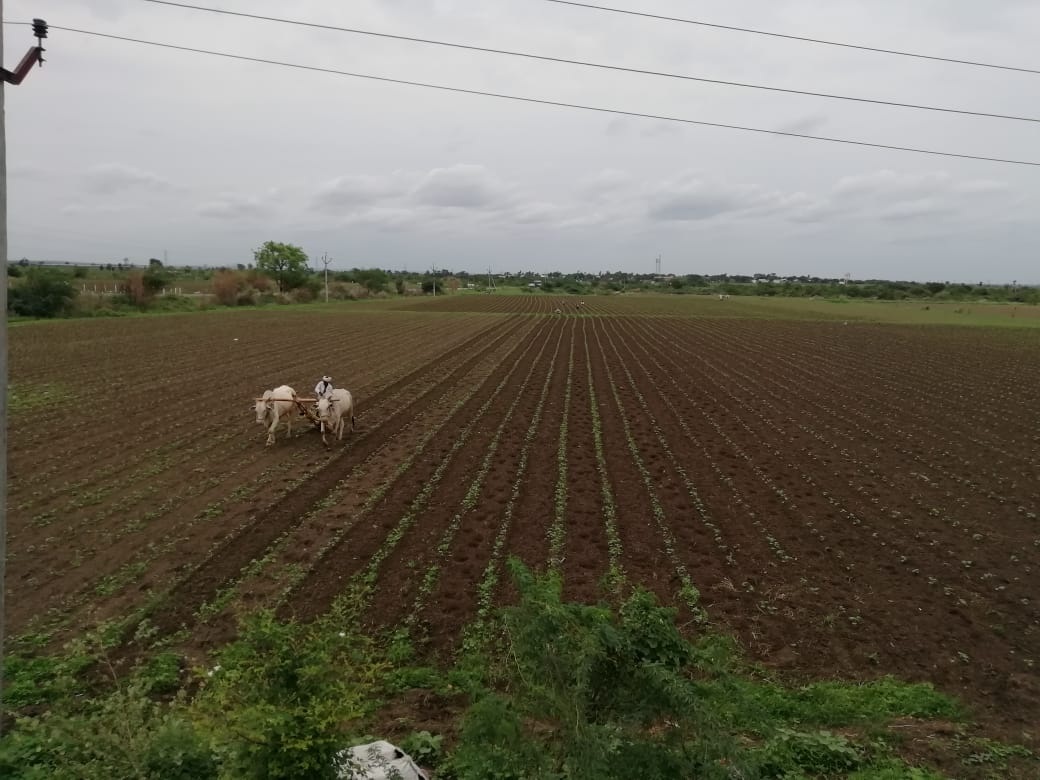 పత్తి సాగుపైనే దృష్టి
