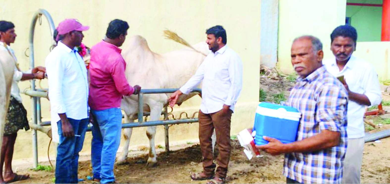 టీకాలు వేస్తున్న పశువుల వైద్యాధికారి