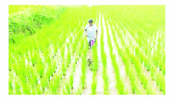 ప్రకృతి వ్యవసాయ సాగు.. లాభాలు బాగు