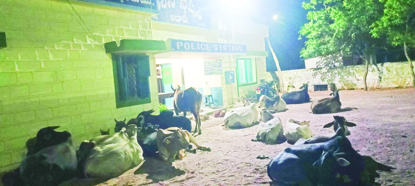 ఆలూరు పోలీసు స్టేషన్‌ ముందు ధర్నా చేస్తున్న పశువులు