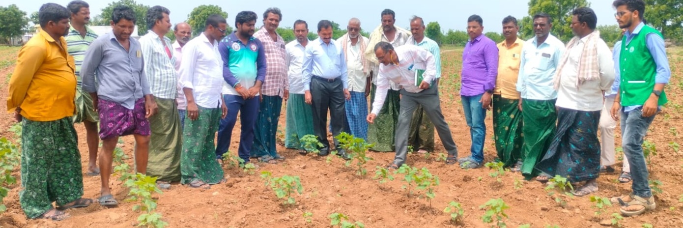 పత్తిలో రసంపీల్చే పురుగులు