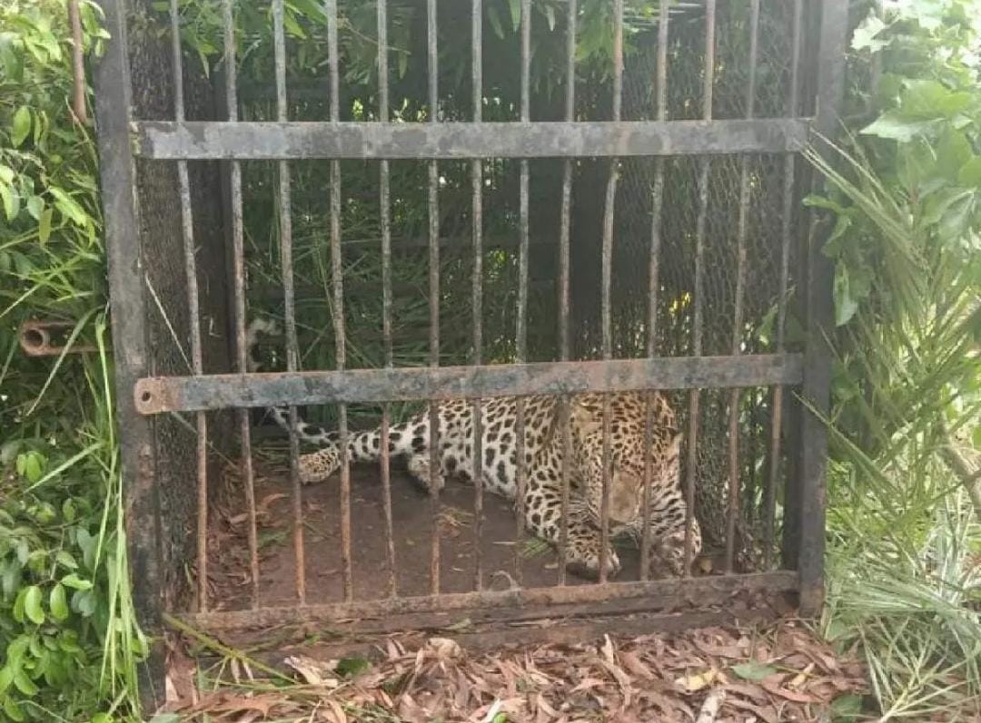 బోనులో పడ్డ చిరుత