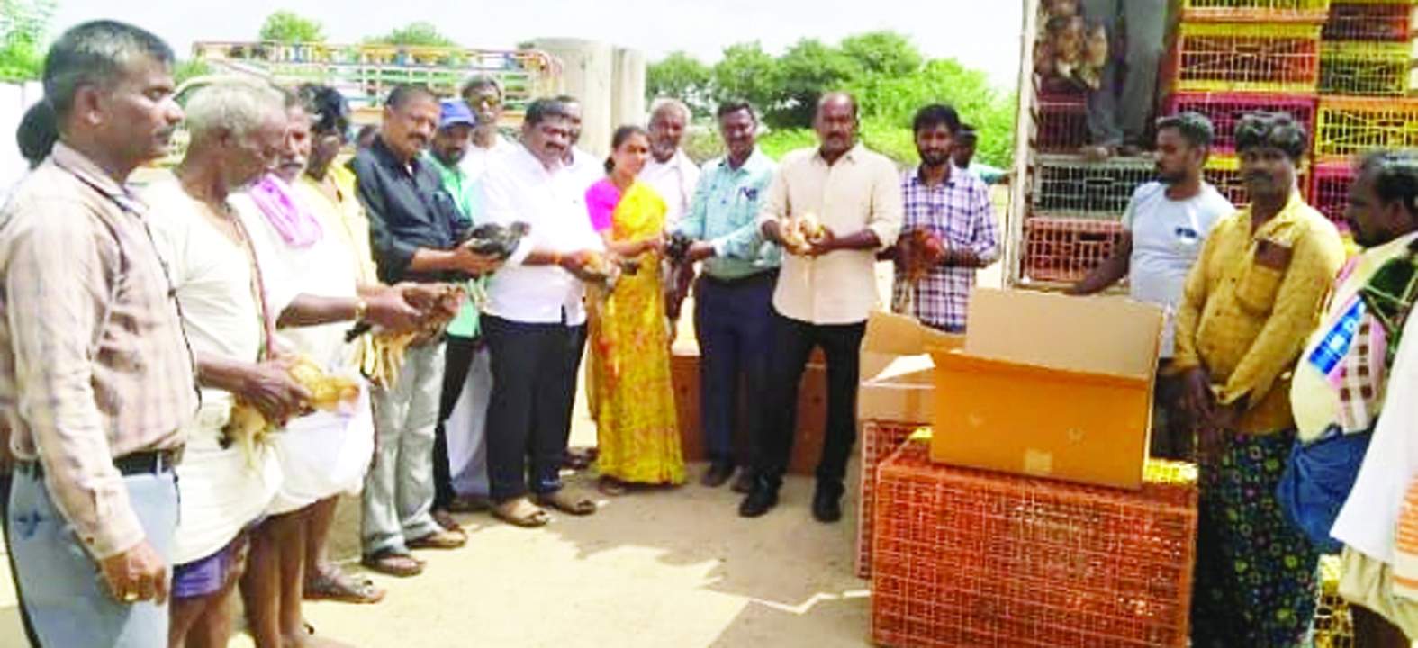 కోళ్లను పంపిణీ చేస్తున్న అధికారులు