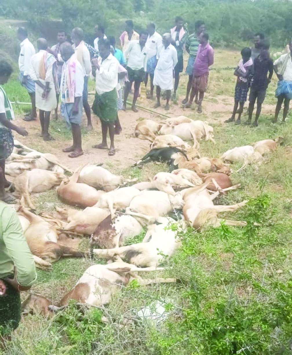 మృతి చెందిన గొర్రెలు