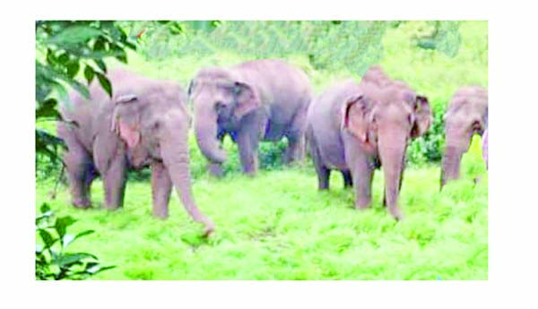 వీడని ఏనుగుల భయం