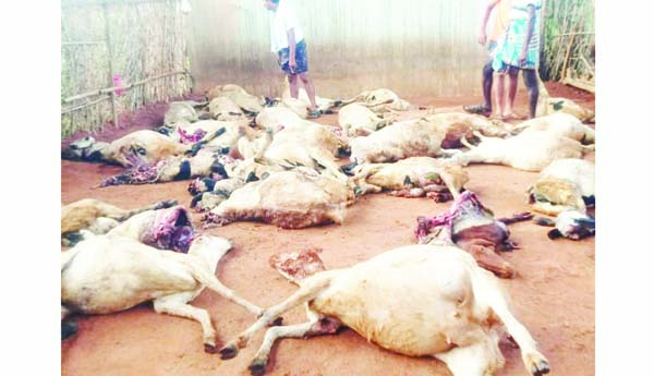 45 గొర్రెలు మృతి