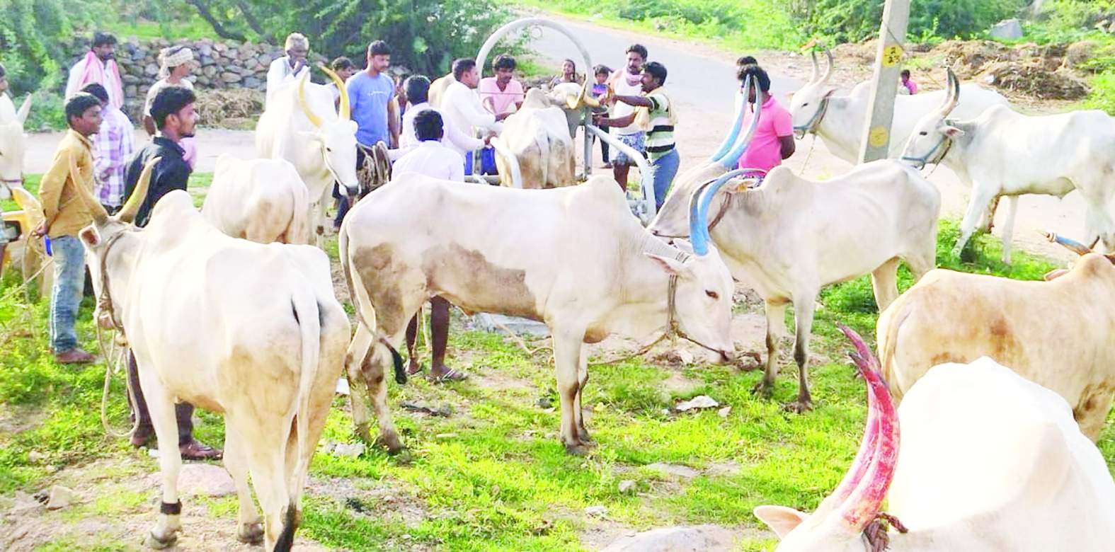 పశువులను వ్యాక్సినేషన్‌ చేస్తున్న అధికారులు