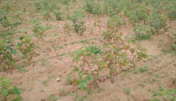 Farmers-are-worried-about-red-pests-of-cotton-crop
