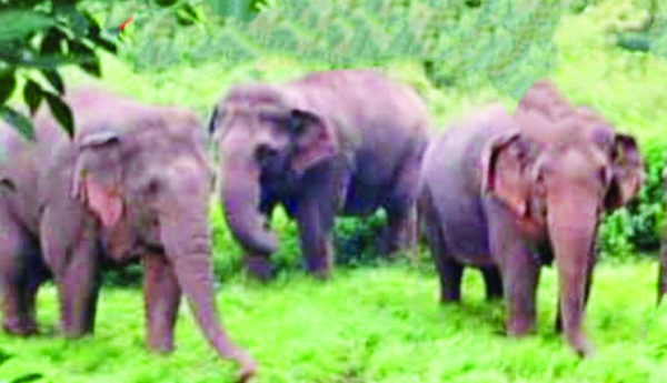 గిరిశిఖర గ్రామాల్లో గజరాజుల సంచారం