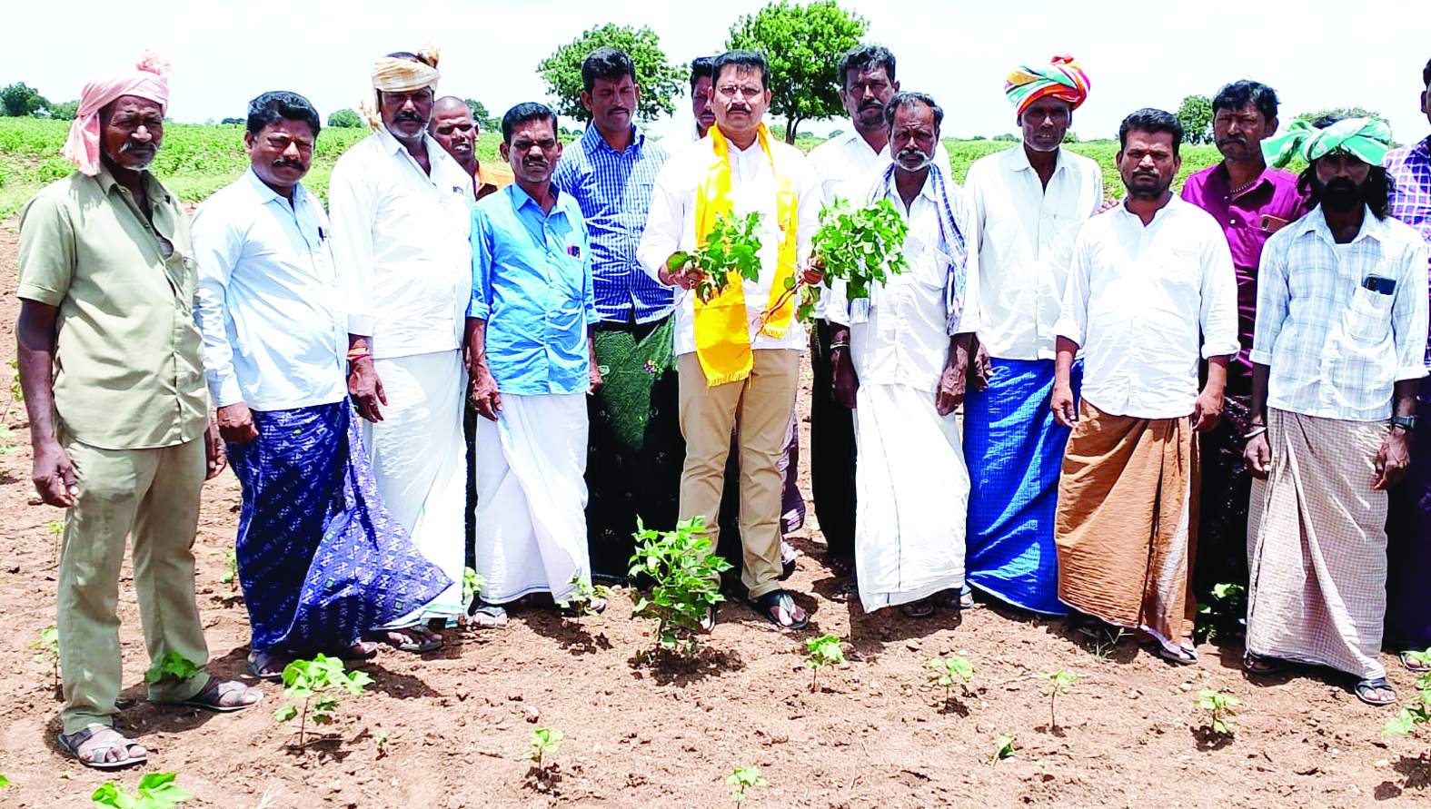 కాయలు లేని పత్తి మొక్కను చూపిస్తున్న మాధవ రావు దేశాయి