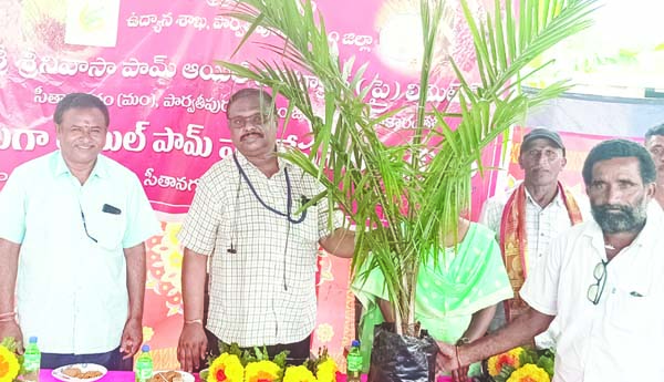 ఆయిల్‌ పామ్‌తో అధిక లాభాలు